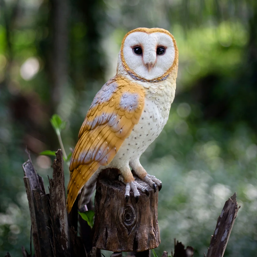 SOREAL Barn Owl on Branch