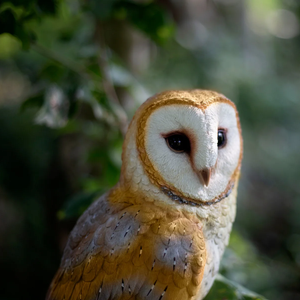 SOREAL Barn Owl on Branch