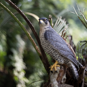 SOREAL Peregrine Falcon on Branch