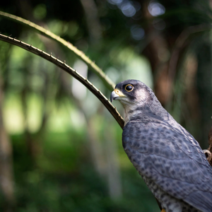 SOREAL Peregrine Falcon on Branch