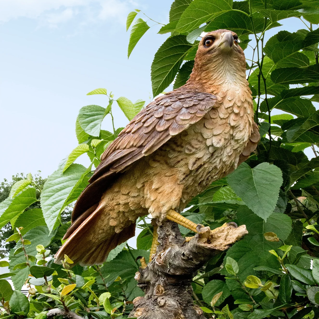 Wild Hawk Garden Statue