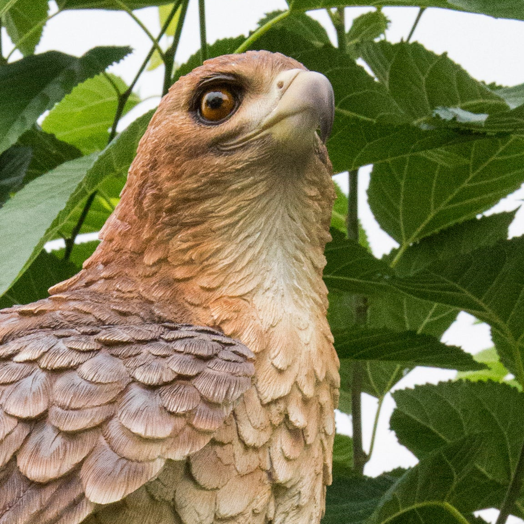 Wild Hawk Garden Statue