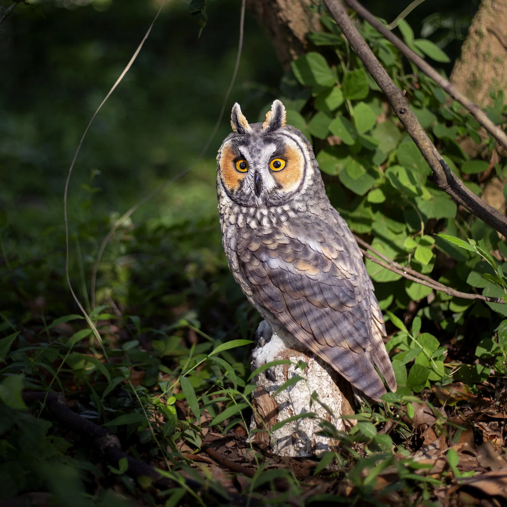 SOREAL Long Eared Owl on Branch