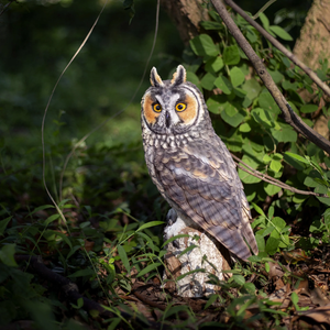 SOREAL Long Eared Owl on Branch