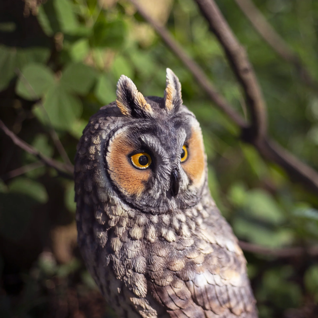 SOREAL Long Eared Owl on Branch