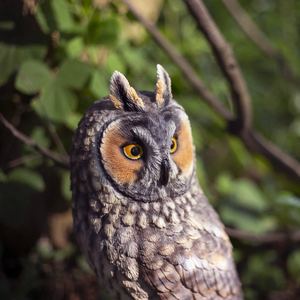 SOREAL Long Eared Owl on Branch