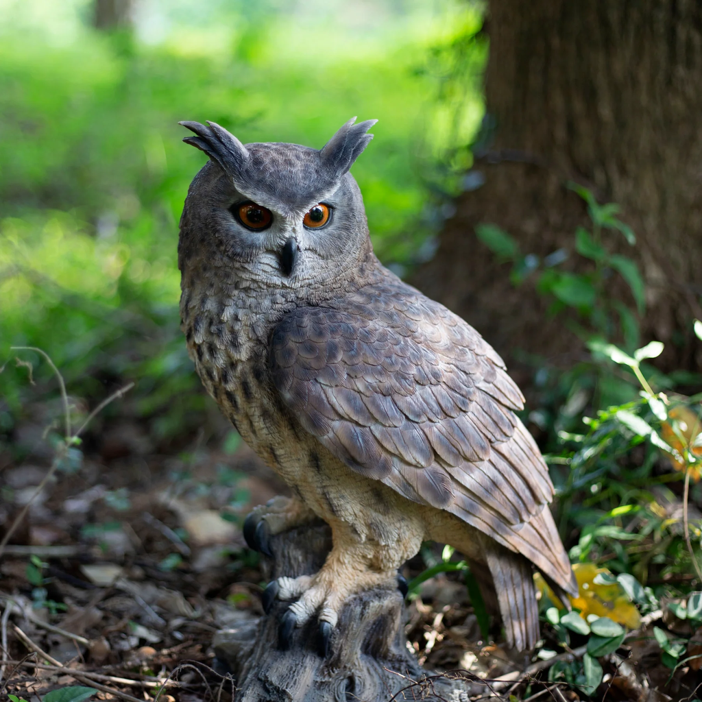SOREAL Great Horned Owl on Branch