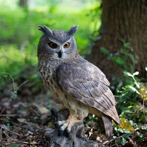 SOREAL Great Horned Owl on Branch