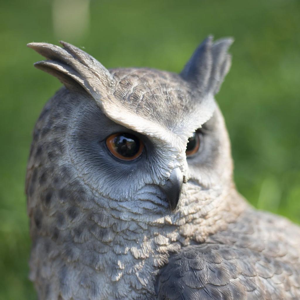 SOREAL Great Horned Owl on Branch