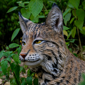 Sitting Bobcat Statue