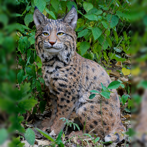 Sitting Bobcat Statue