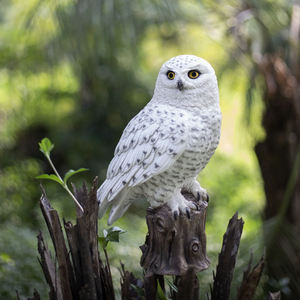 SOREAL Snowy Owl on Branch