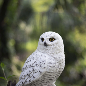 SOREAL Snowy Owl on Branch