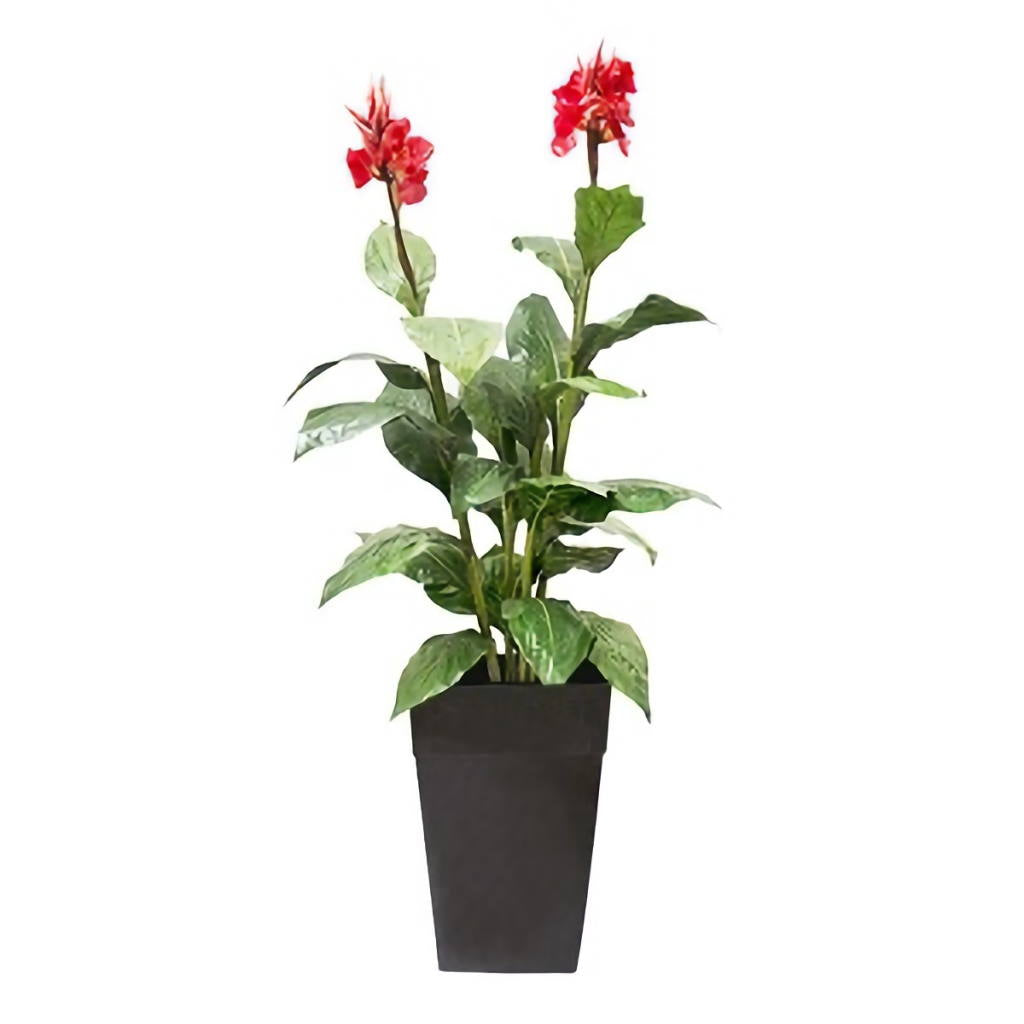 Red Flowered Canna - Silk Plant